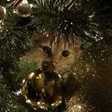 Entry image for Morris