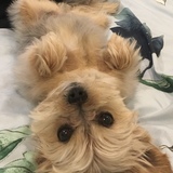 Entry image for Rocky