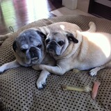 Entry image for Jigsaw & Jojo