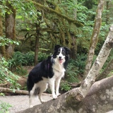 Entry image for Bella