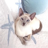 Entry image for Pheobe