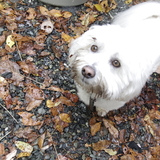 Entry image for Brody