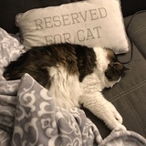 Entry image for Panda 