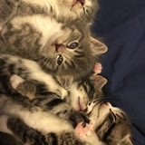 Entry image for Foster Kittens