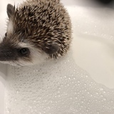 Entry image for Rufus