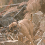 Entry image for Chewy