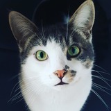 Entry image for Marshall