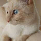 Entry image for Angel