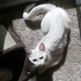 Entry image for Acari