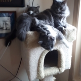 Entry image for Buster, Brady, Willow