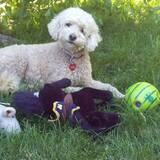 Entry image for Poppy