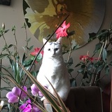 Entry image for Mimi