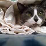 Entry image for Rain