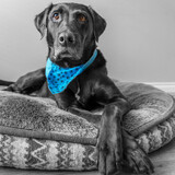 Entry image for Koda