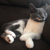 Entry image for Cricket