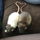 Entry image for Remi  and Ollie 