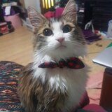 Entry image for Jethro 