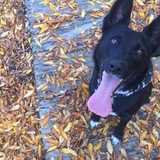 Entry image for Stella