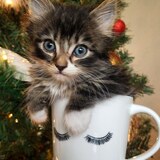 Entry image for Gary