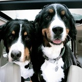 Entry image for Brew & Winston