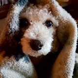 Entry image for Anya