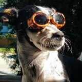 Entry image for Bailey