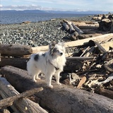 Entry image for Sophie