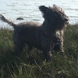 Entry image for Coquette