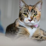 Entry image for Skittle