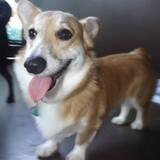 Entry image for Belle