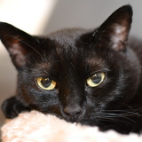 Entry image for Foxy