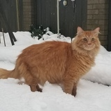 Entry image for Caspian