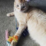 Entry image for Tiggy