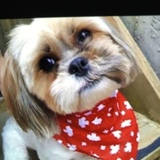 Entry image for Stella