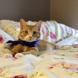 Entry image for Lilly