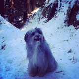 Entry image for Bowie