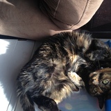 Entry image for Tiger