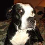 Entry image for Black mamba