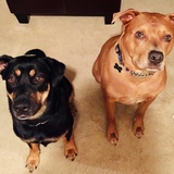 Entry image for Minnie & Ozzy 