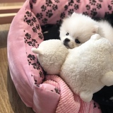 Entry image for Pompom