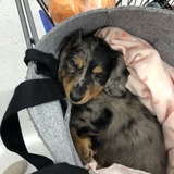 Entry image for Harriet