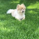 Entry image for MIKO