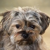 Entry image for Cooper 