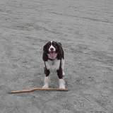 Entry image for Penni