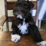 Entry image for Lily