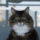 Entry image for Stanley