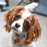 Entry image for Bailey