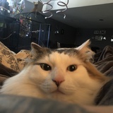 Entry image for Tiny