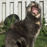 Entry image for Molly