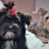 Entry image for Kiki&Chloe